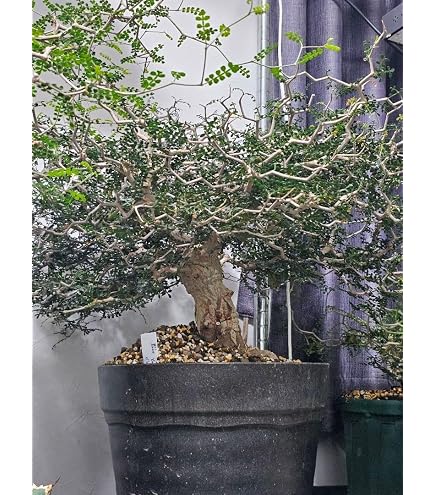 Amazon｜良血統2オペルクリカリア パキプス｜観葉植物 オンライン通販